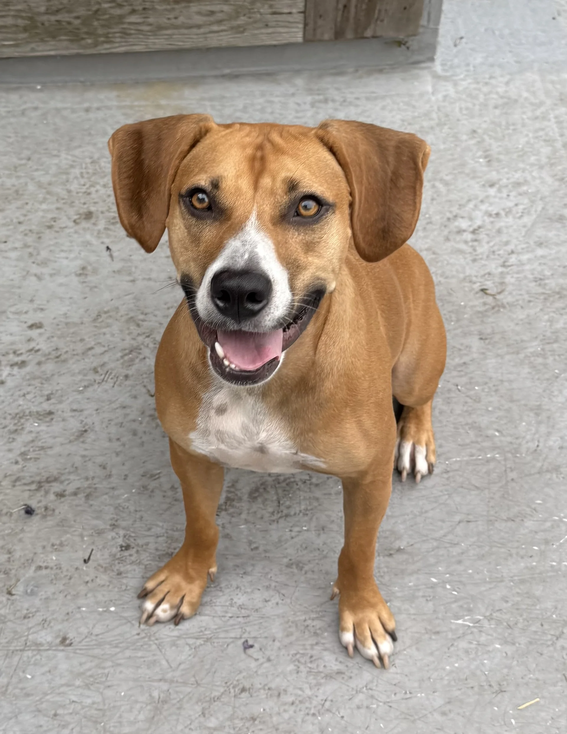 Reference photo of dog